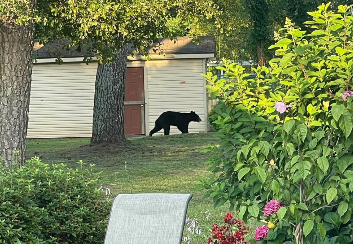 BEAR IMAGE